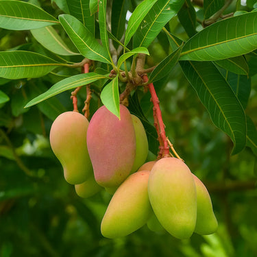 Mangifera Indica Mangoes hanging from a tree with green leaves